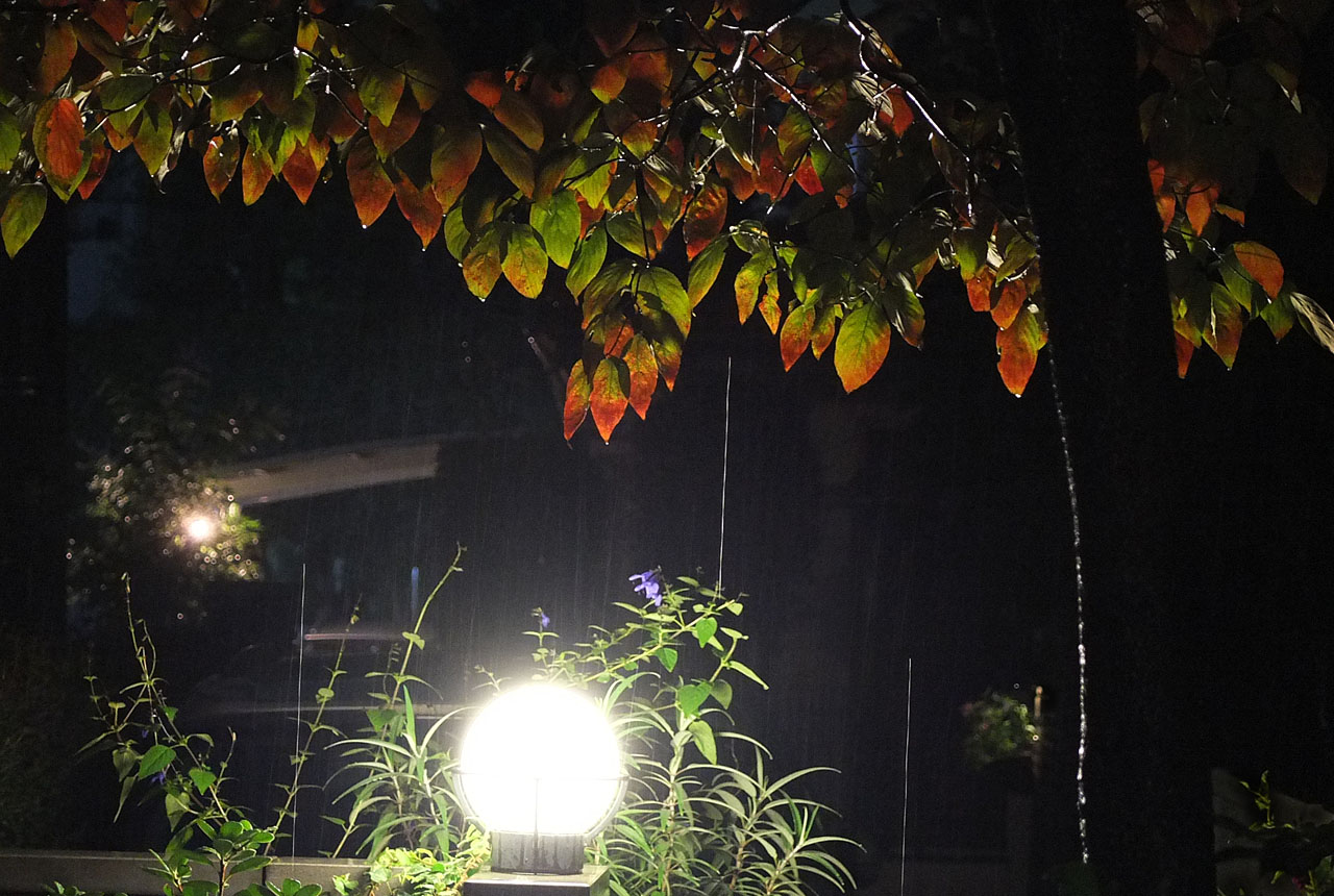 2668 夜来の雨のハナミズキ 1280×860