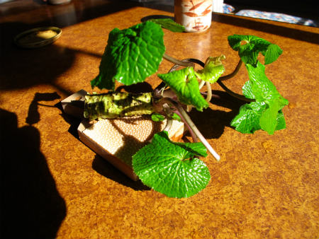 IMG_2400_20121021163620.jpg