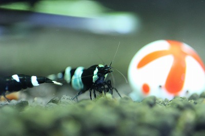 IMG_0040.jpg