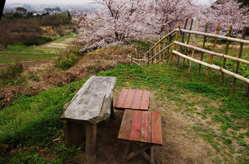 やまのべ 展望台ベンチと桜
