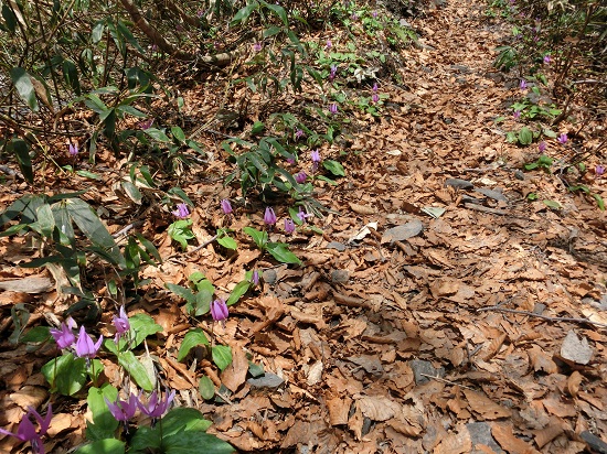 CIMG2929_20130528133235.jpg