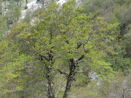 CIMG3105_20130528171647.jpg