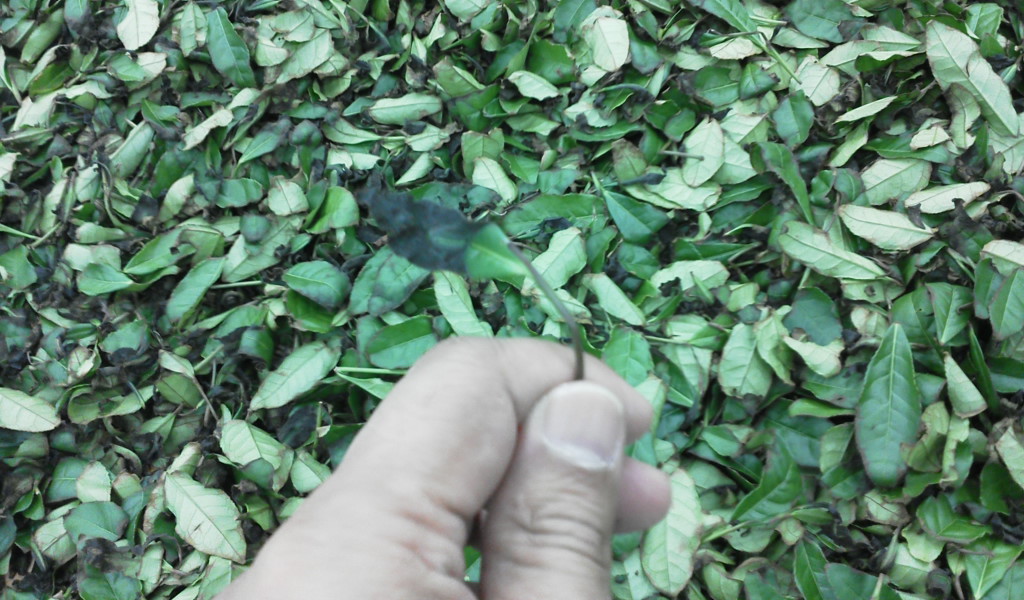 F1000952.jpg