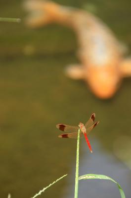 0909-9.jpg