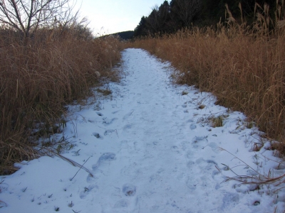 IMG_4528.jpg