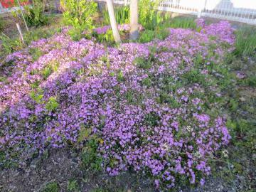 芝桜