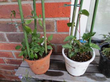 つる植え付け