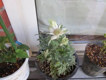 白花