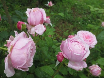 黒花フウロ