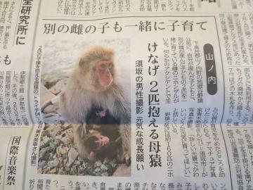 猿