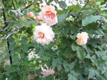 IMG_10004.jpg