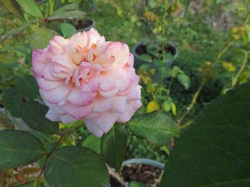 IMG_10005.jpg
