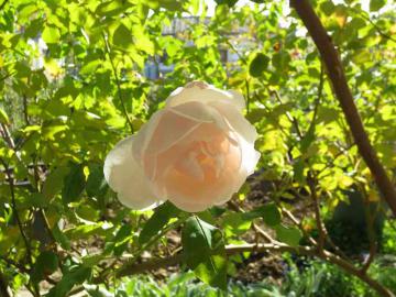 IMG_10023.jpg
