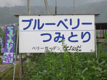 ブルーベリー