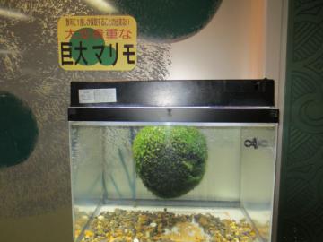 巨大まりも