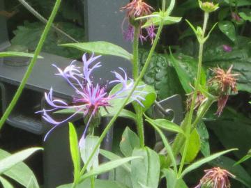 IMG_2474.jpg