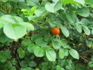 IMG_2901.jpg