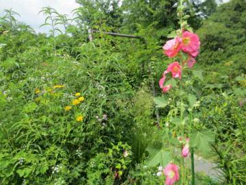 IMG_2939.jpg