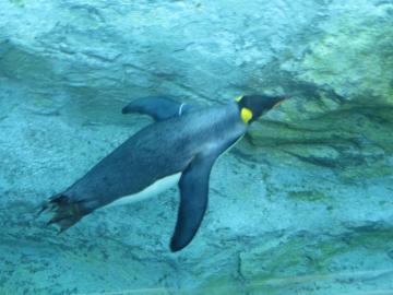ペンギン2