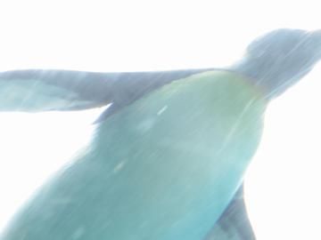 ペンギン3
