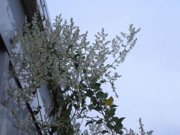 IMG_3371.jpg