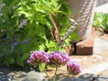 IMG_3439.jpg