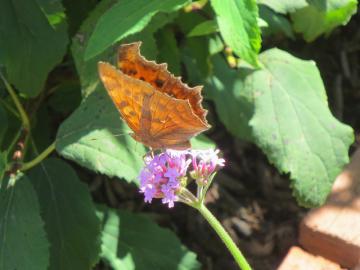 IMG_3443.jpg