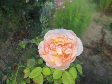 IMG_3467.jpg