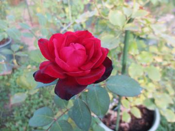 IMG_3471.jpg