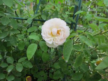 IMG_3538.jpg