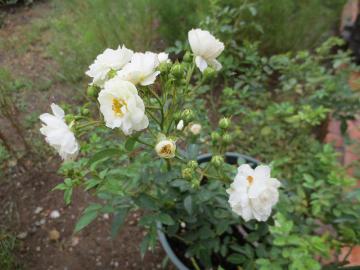 IMG_3539.jpg