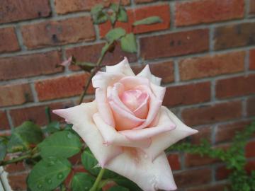 IMG_3541.jpg