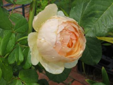 IMG_3555.jpg