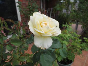 IMG_3558.jpg