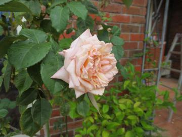 IMG_3560.jpg