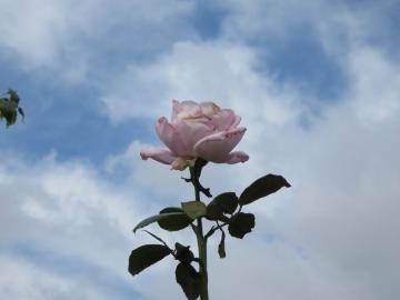 IMG_3602.jpg