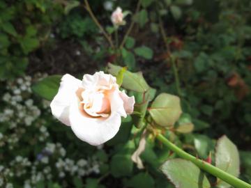 IMG_3608.jpg