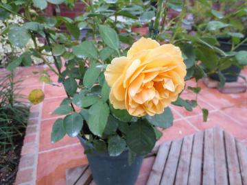IMG_3657.jpg
