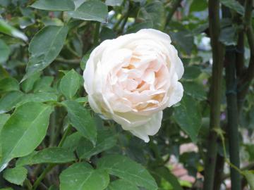 IMG_3668.jpg