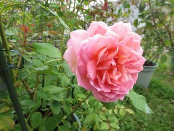 IMG_3706.jpg