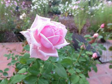 IMG_3717.jpg
