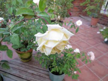 IMG_3719.jpg