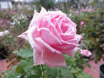 IMG_3747.jpg