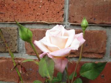 IMG_3765.jpg
