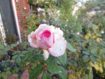 IMG_3795.jpg