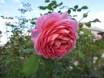 IMG_3842.jpg