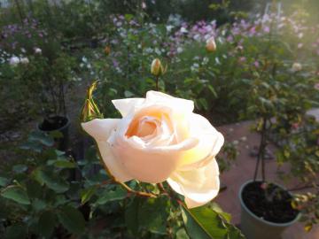 IMG_3882.jpg