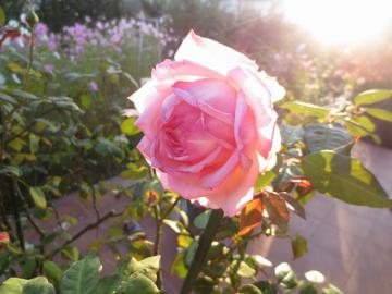 IMG_3883.jpg
