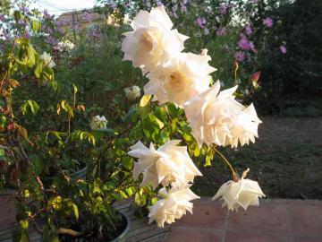 IMG_3884.jpg