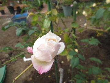 IMG_4091.jpg